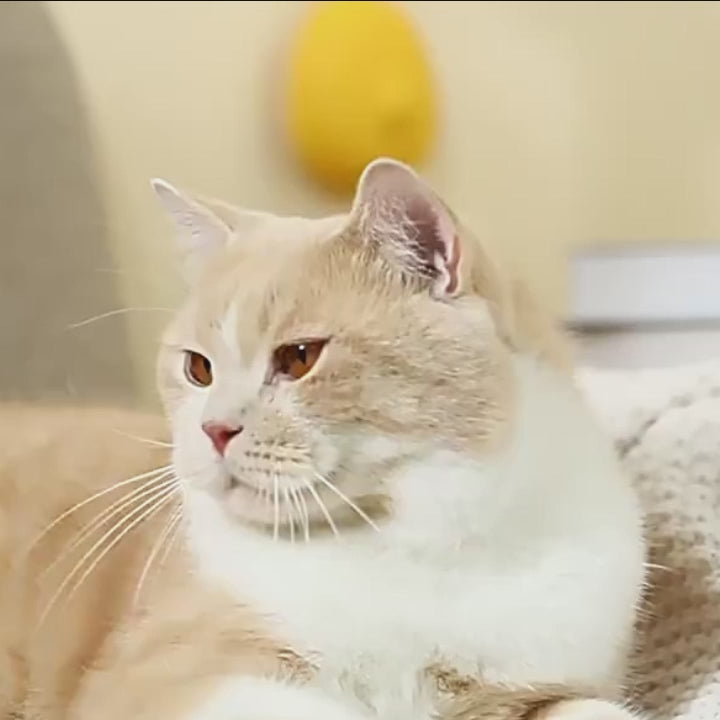 Charger la vidéo : 